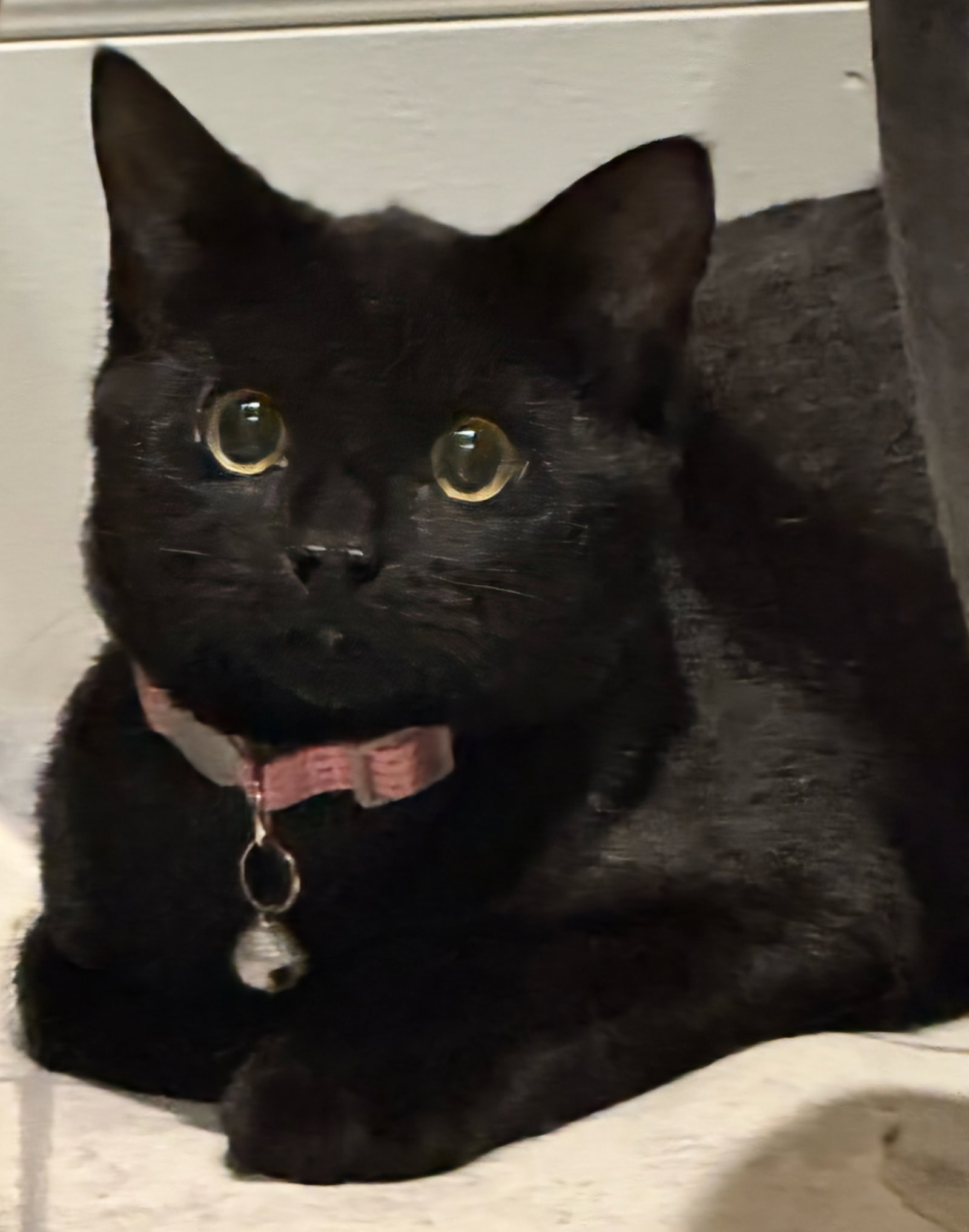 Callie - Not at the shelter (Faith), photo 5