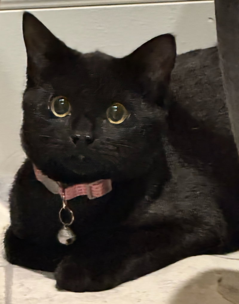 Callie, photo 5