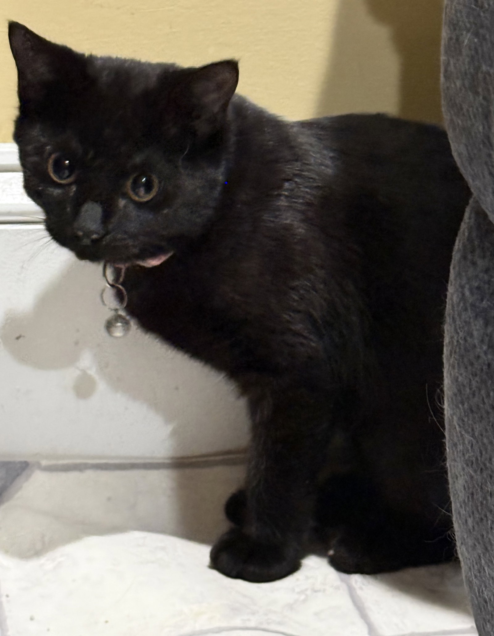 Callie - Not at the shelter (Faith), photo 6