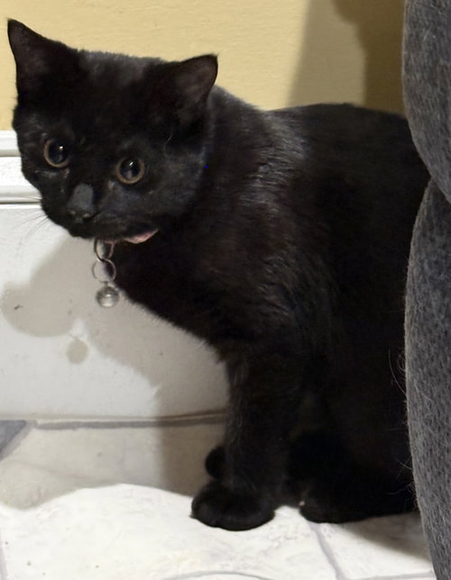 Photo 5 of Callie - Not at the shelter (Faith)