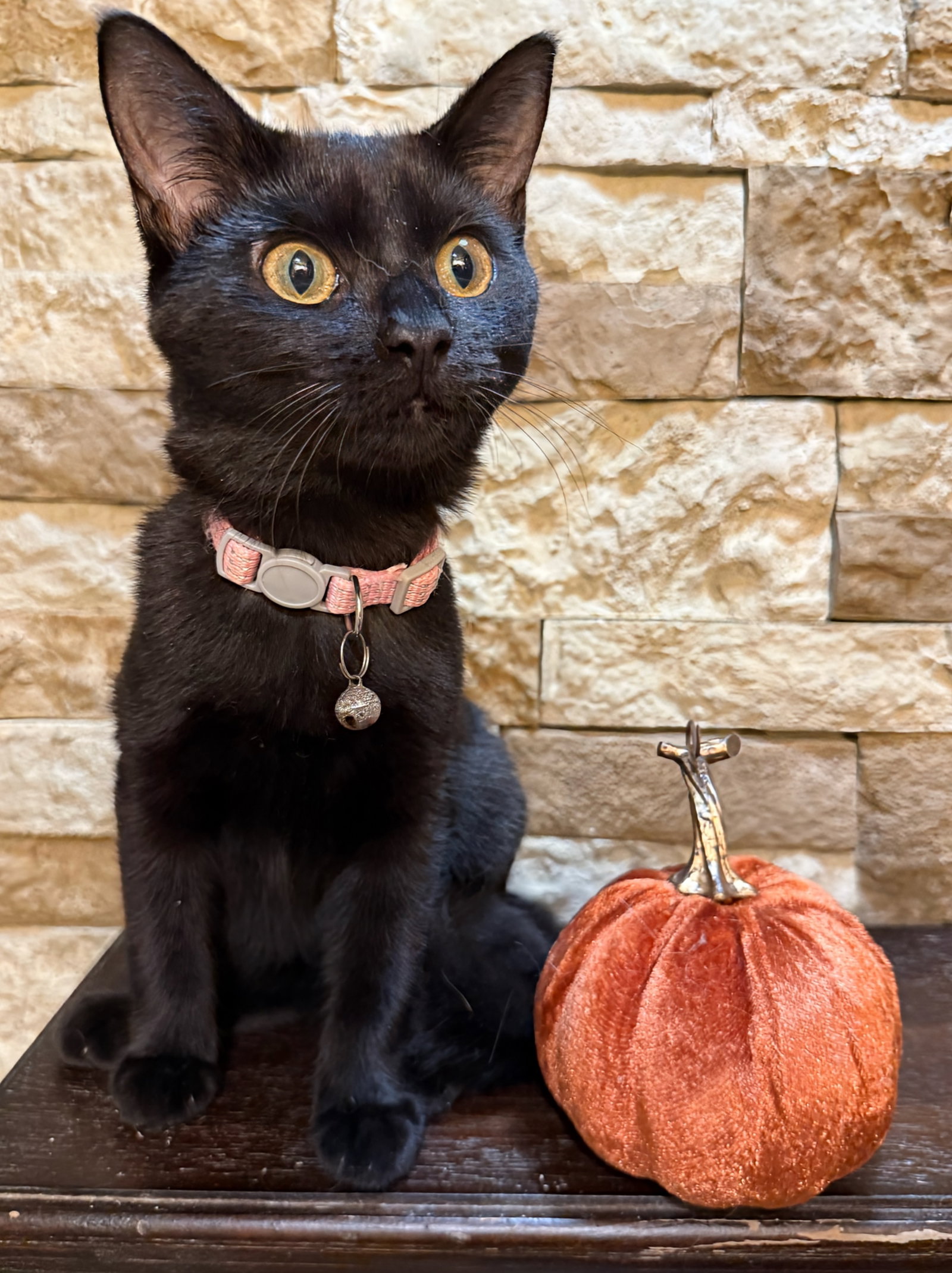 Callie - Not at the shelter (Faith)