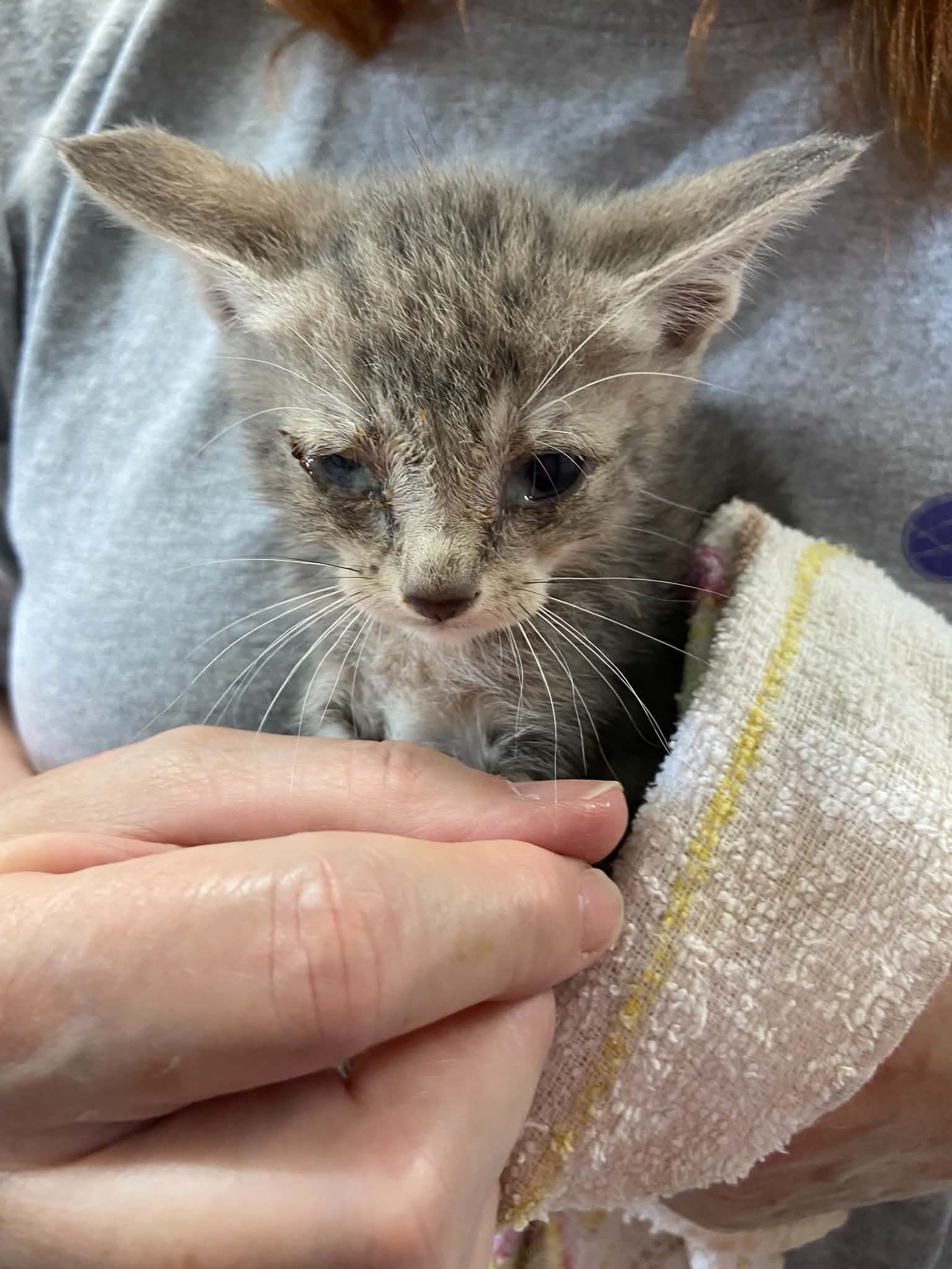 Caliente - Not at the Shelter (Kendra), cat