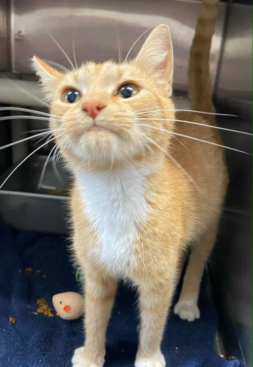 Miss Roady - At shelter