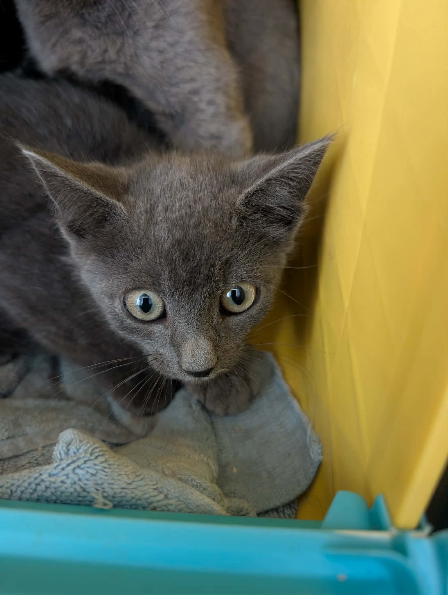 Beauregard - At shelter, cat