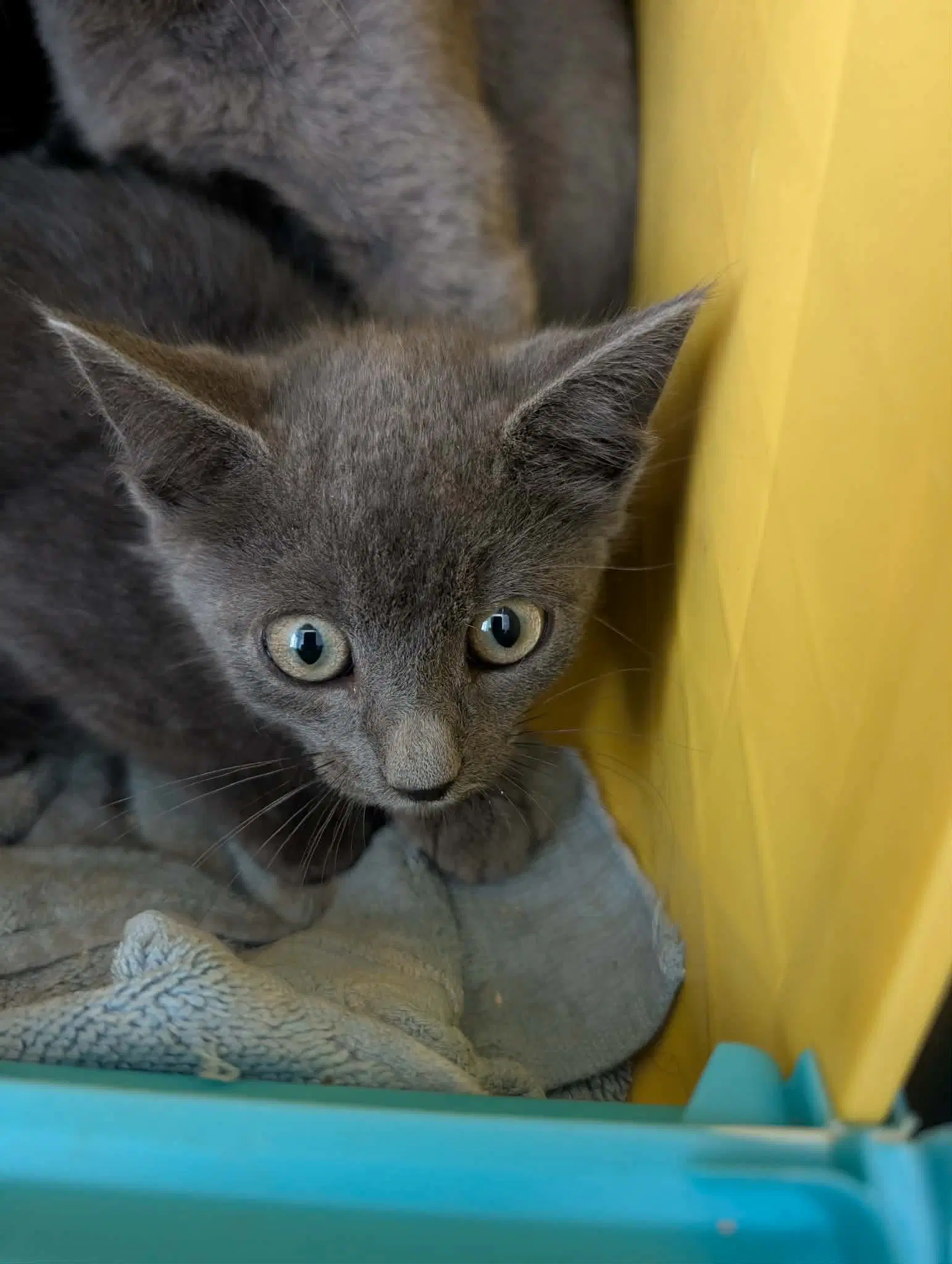 Beauregard - At Shelter - Domestic Short Hair