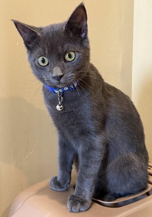 Beauregard - Not at the Shelter (Faith), a cat for adoption from Friends of Campbell County Animal Control