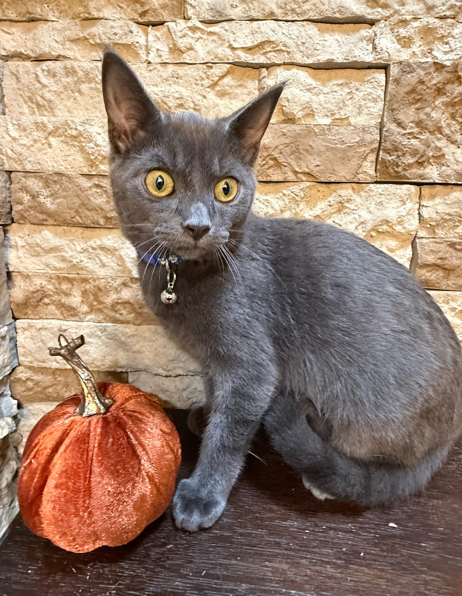 Beauregard - Not at the Shelter (Faith)