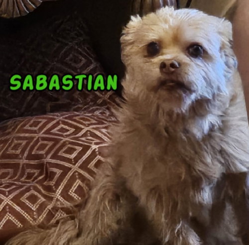 Sabastian- My Home To Yours/Aamr photo 2
