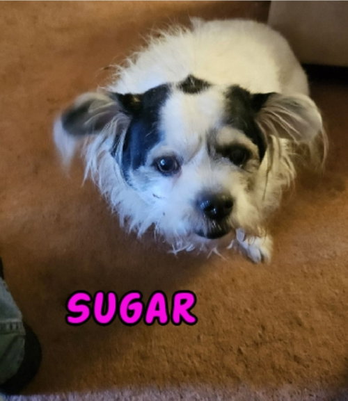Sugar- My Home To Yours/Aamr