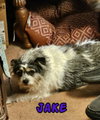 Jake - My Home to Yours/AAMR - Photo 1