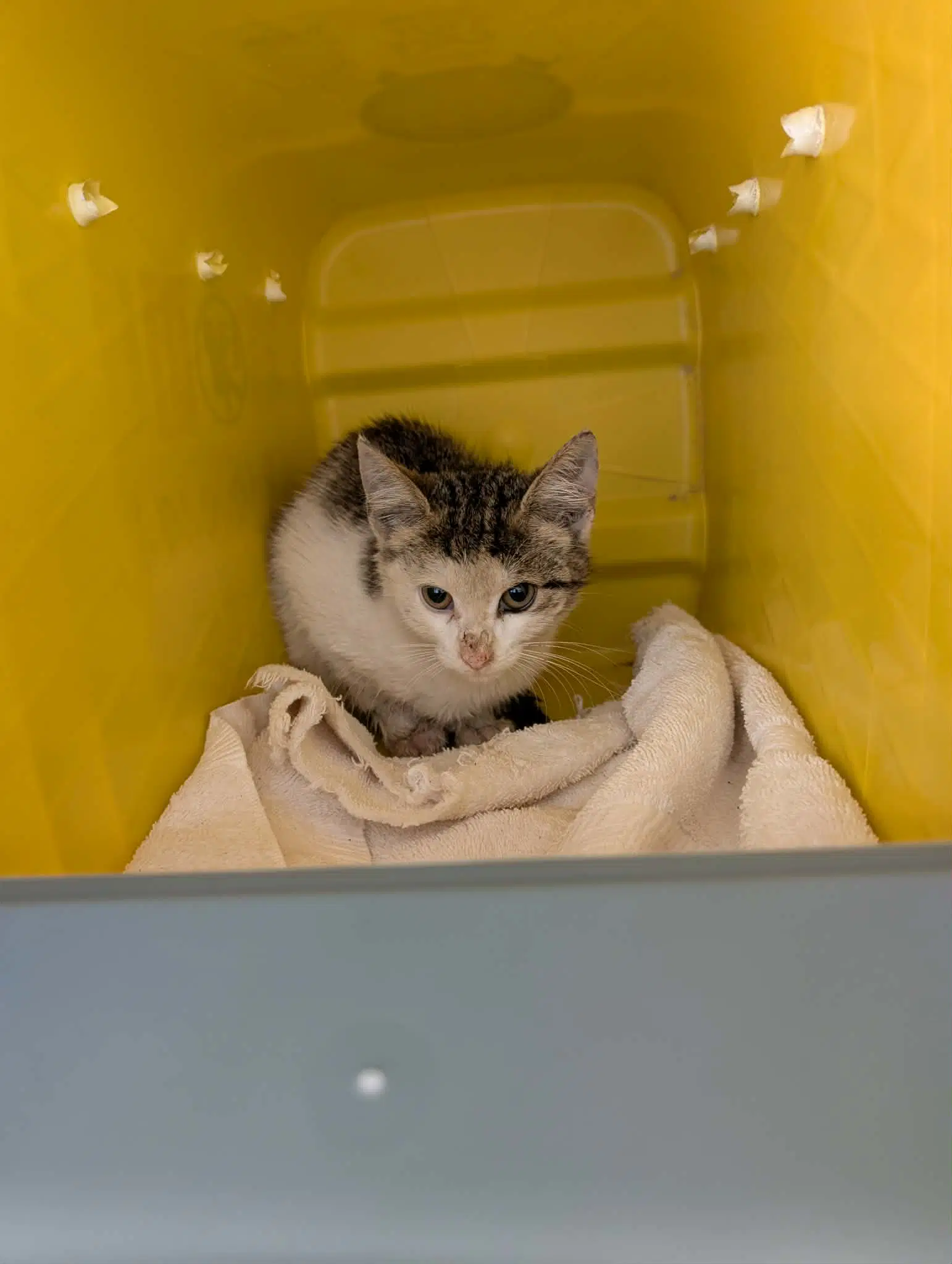 Smirnoff - At Shelter - Domestic Short Hair
