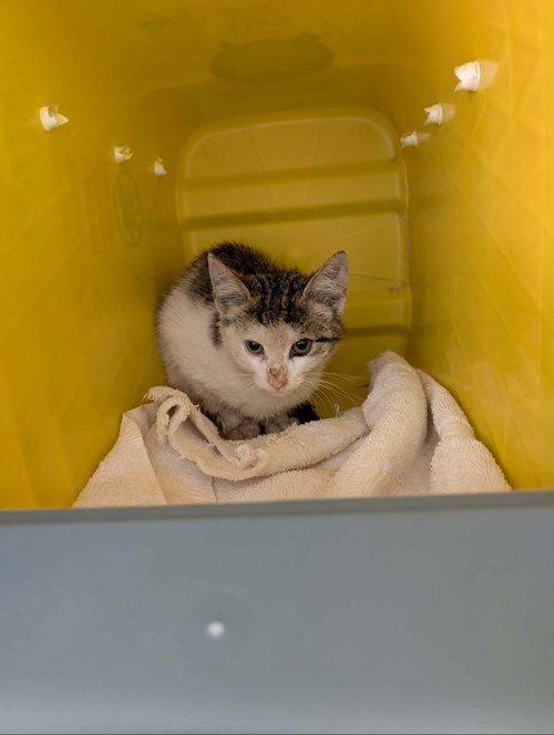 Smirnoff - At shelter