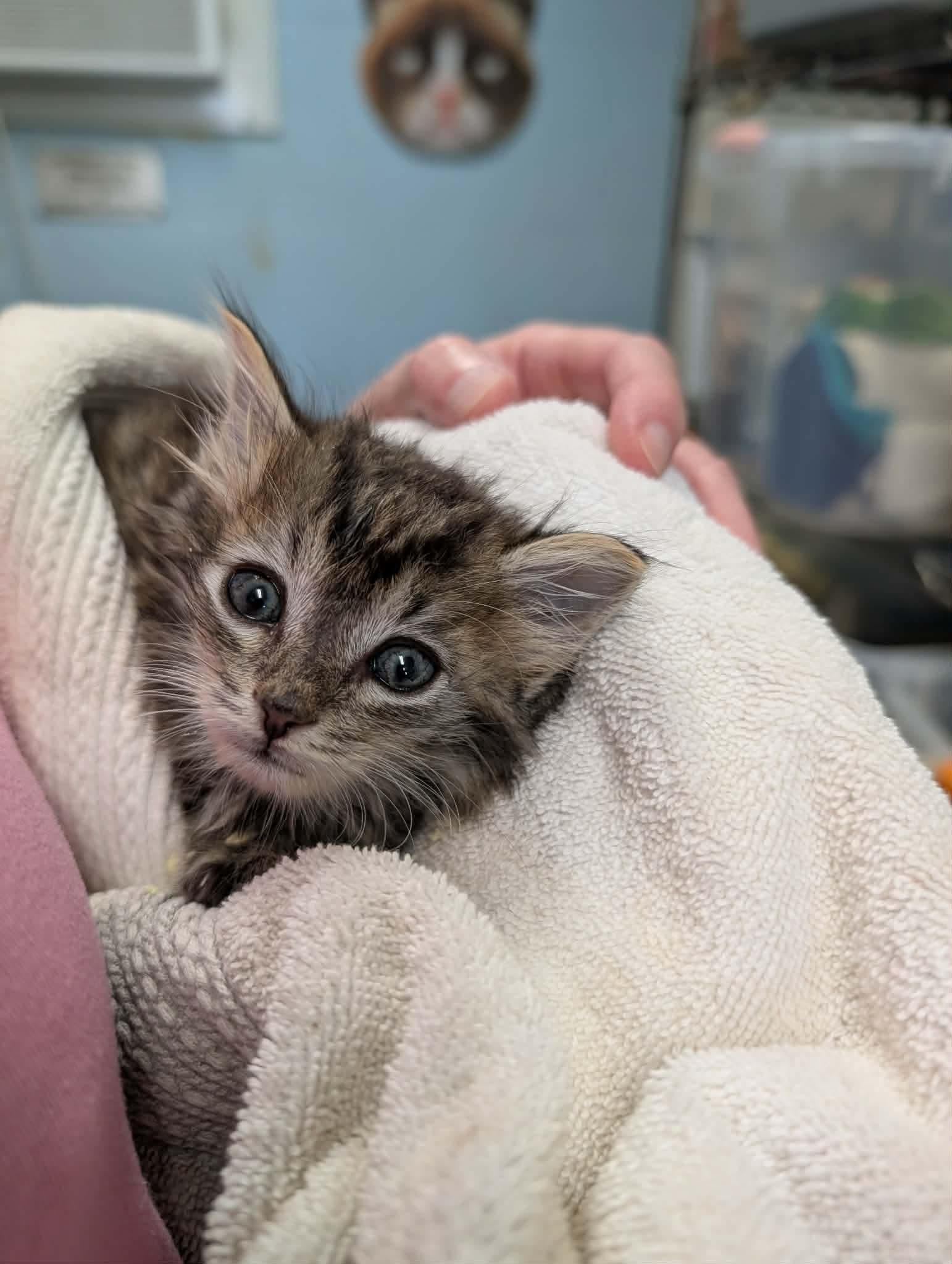 Dr Pepper - Not at shelter (AJ), cat