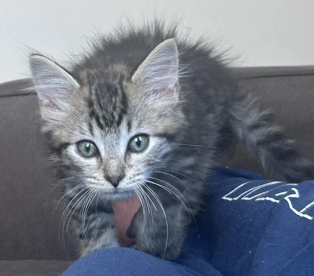 Dr Pepper - At Shelter