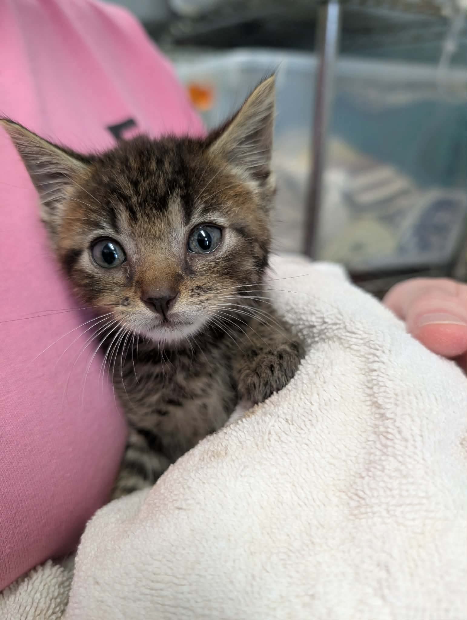Mr Pibb - Not at shelter (AJ), cat