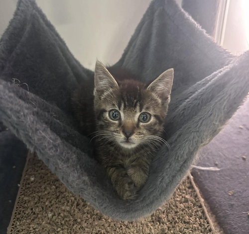 Mr Pibb - Not at shelter (AJ), a cat for adoption from Friends of Campbell County Animal Control