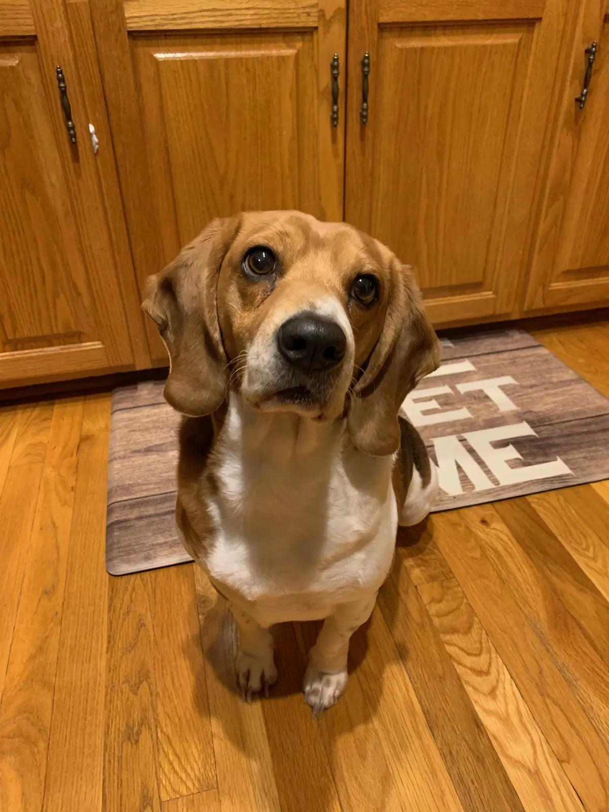 Cash My Home To Yours Not At The Shelter - Beagle
