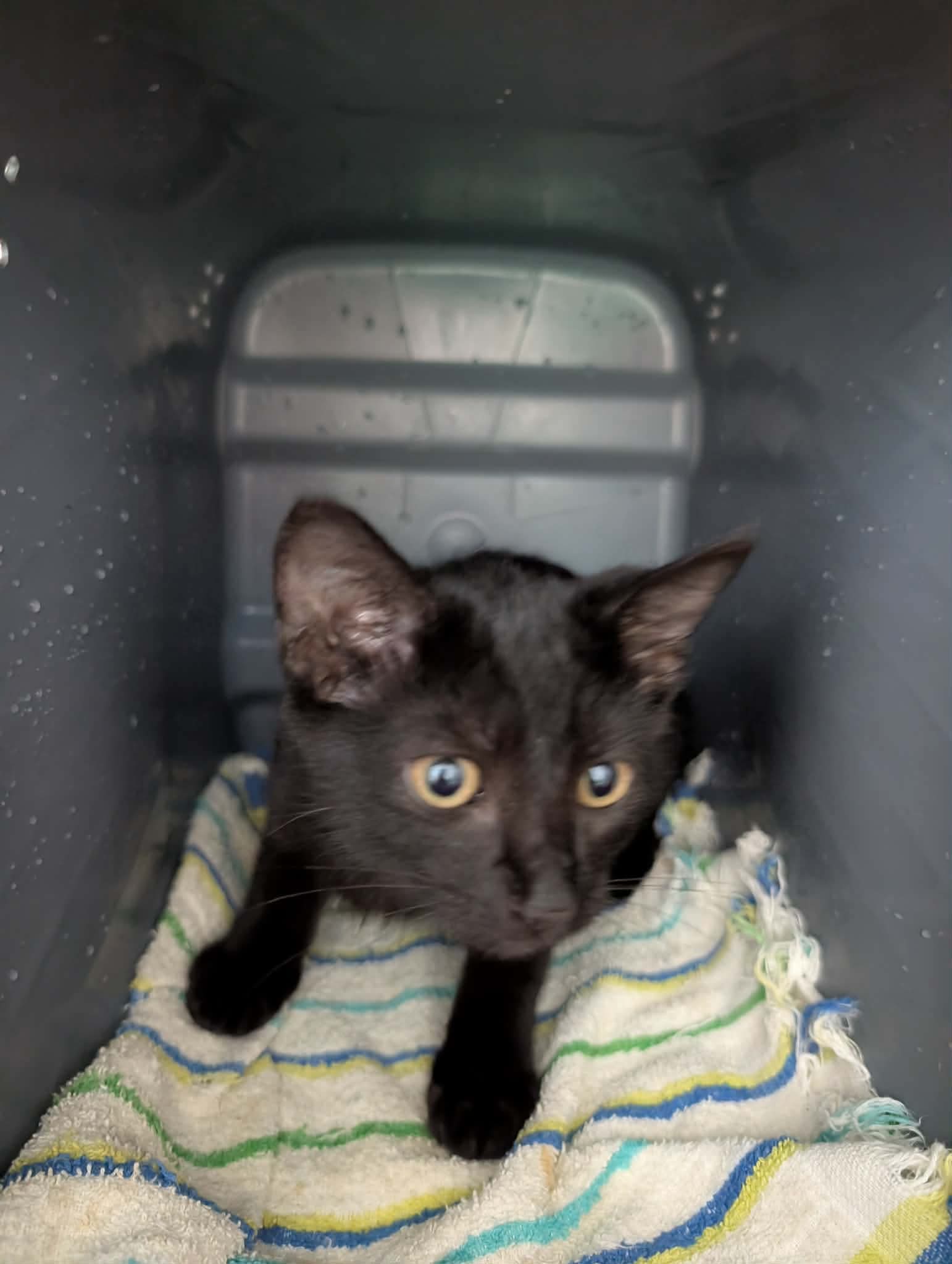 Buttons: Not at the shelter (Kelsy)