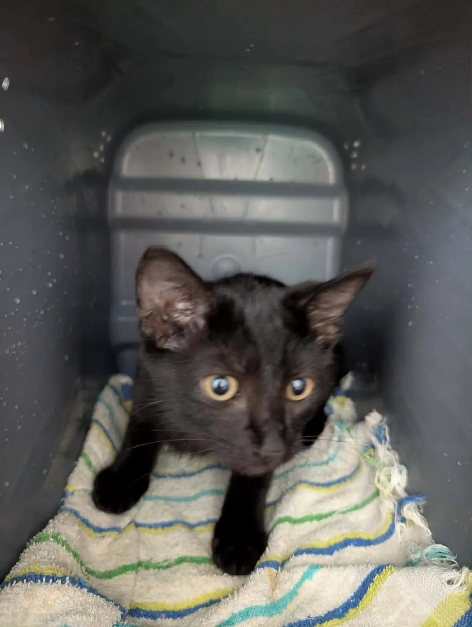 Buttons Not At The Shelter Kelsy - Domestic Short Hair