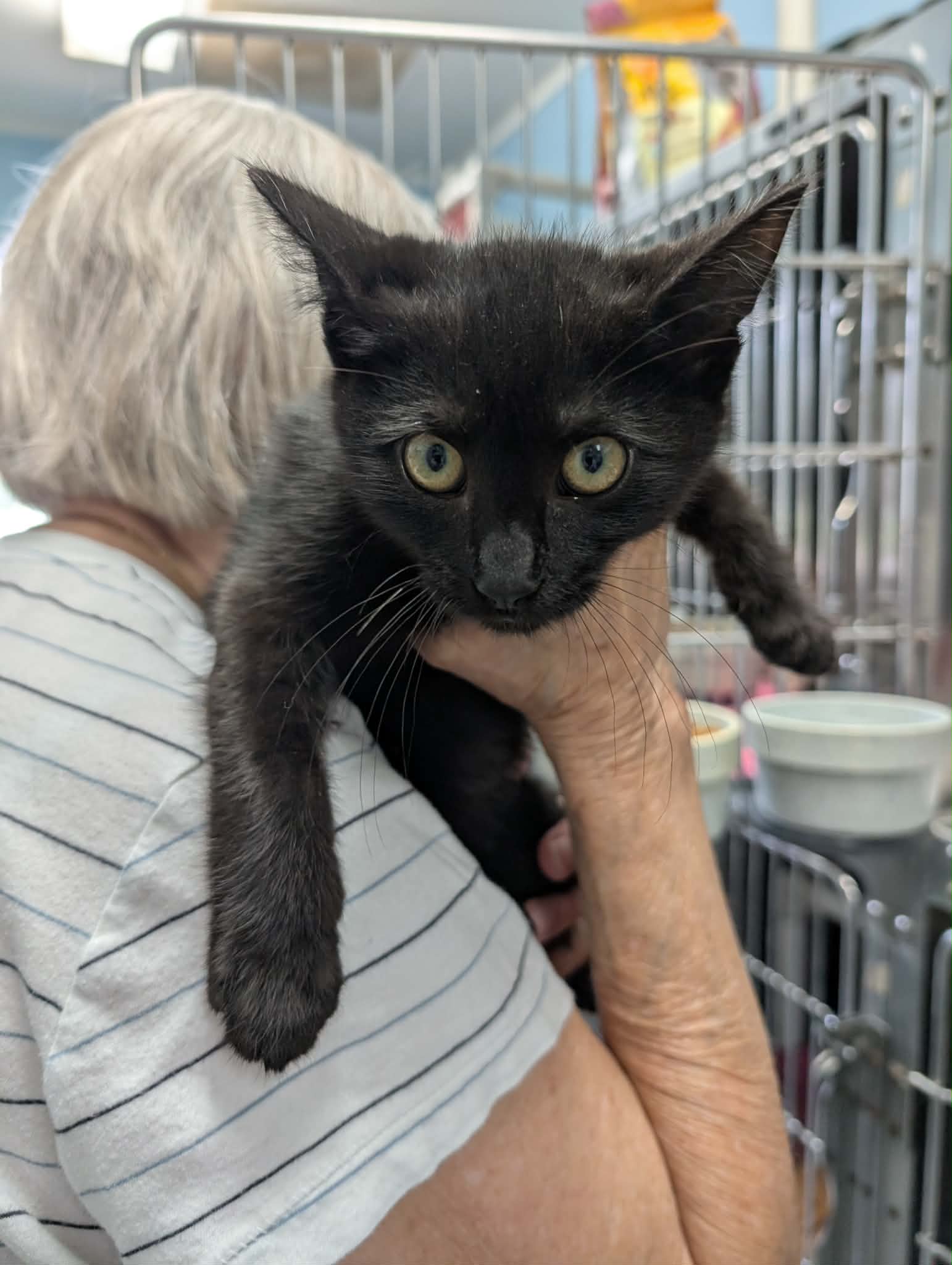 Ninja-not at the shelter (Anthony), cat