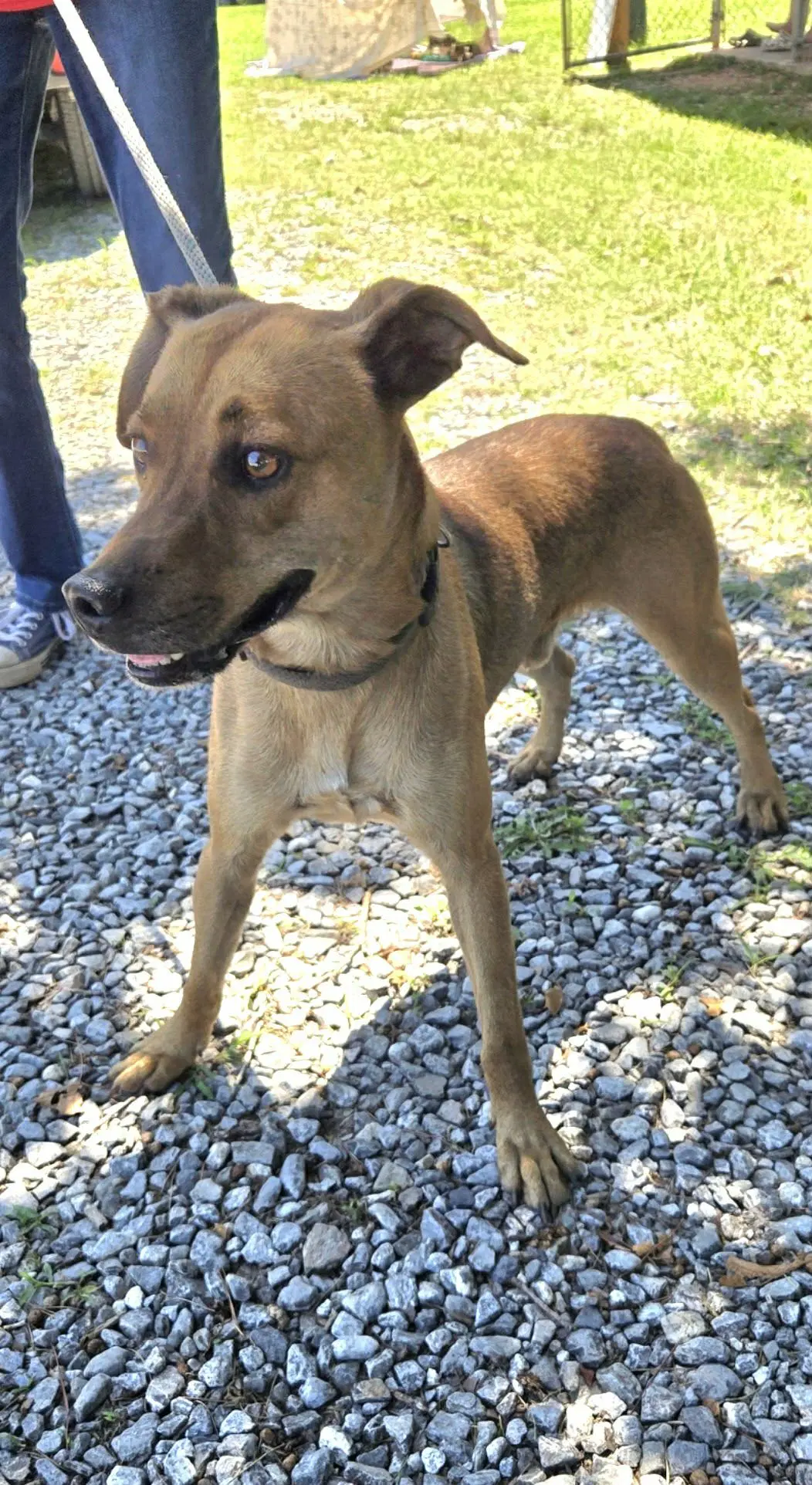 Brownie - At Shelter - Feist