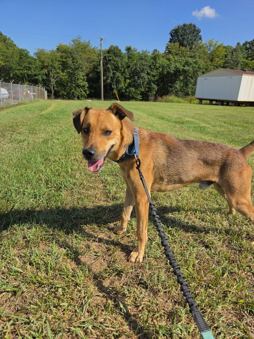 picture of the dog needing adoption