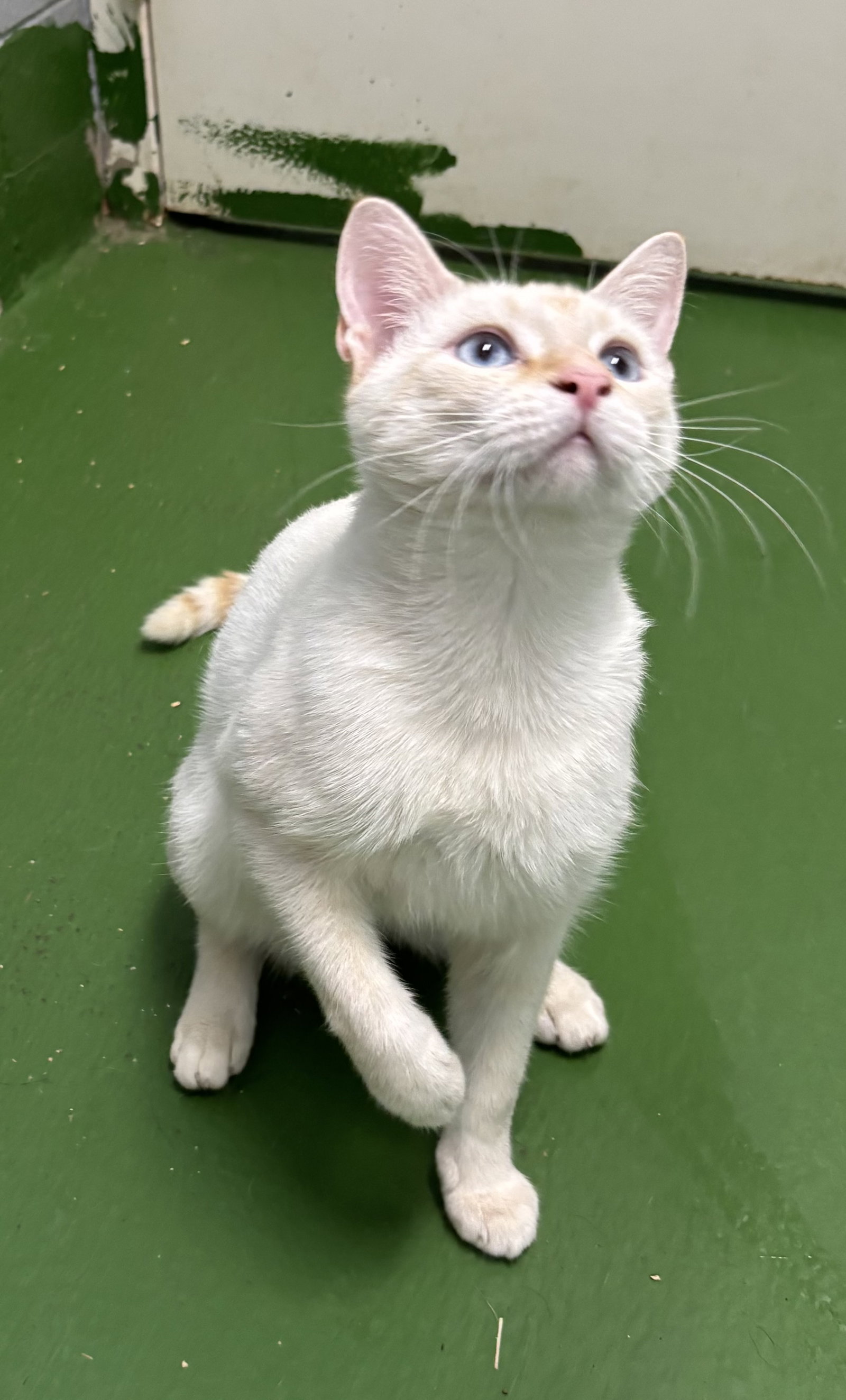 The Colonel: At shelter, cat