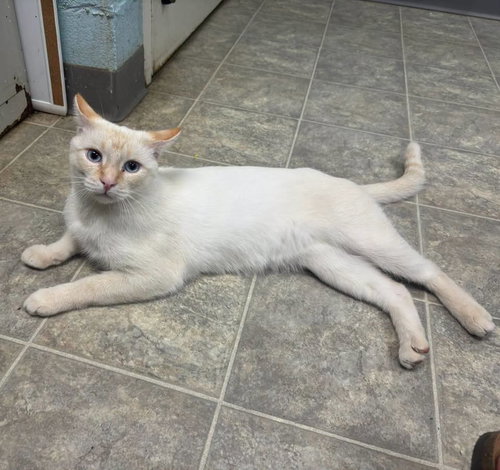 The Colonel: At shelter, a cat for adoption from Friends of Campbell County Animal Control
