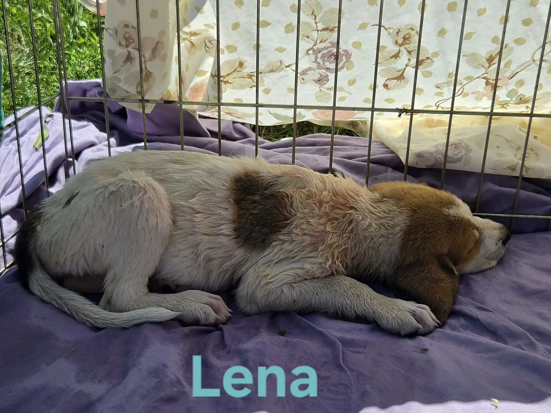 Lena Pending image 2