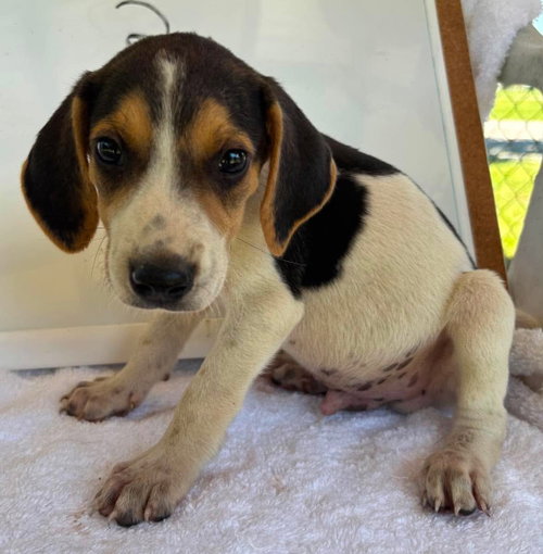 AUTUMN MACBETH- AT SHELTER AVAILABLE 8/15 - American Foxhound available for adoption