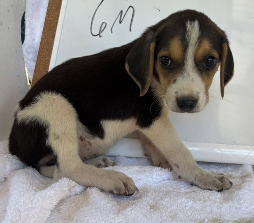 AUTUMN MACBETH: AT SHELTER, AV 8/15 - Foxhound available for adoption