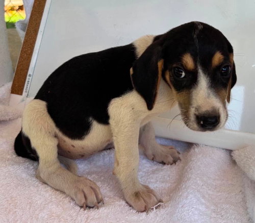 AUTUMN OPHELIA- AT SHELTER AVAILABLE 8/15 - American Foxhound available for adoption