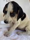 Autumn Imogene: At shelter, av 8/15 - Photo 1
