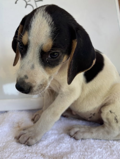 AUTUMN IMOGENE: AT SHELTER, AV 8/15 - Foxhound available for adoption