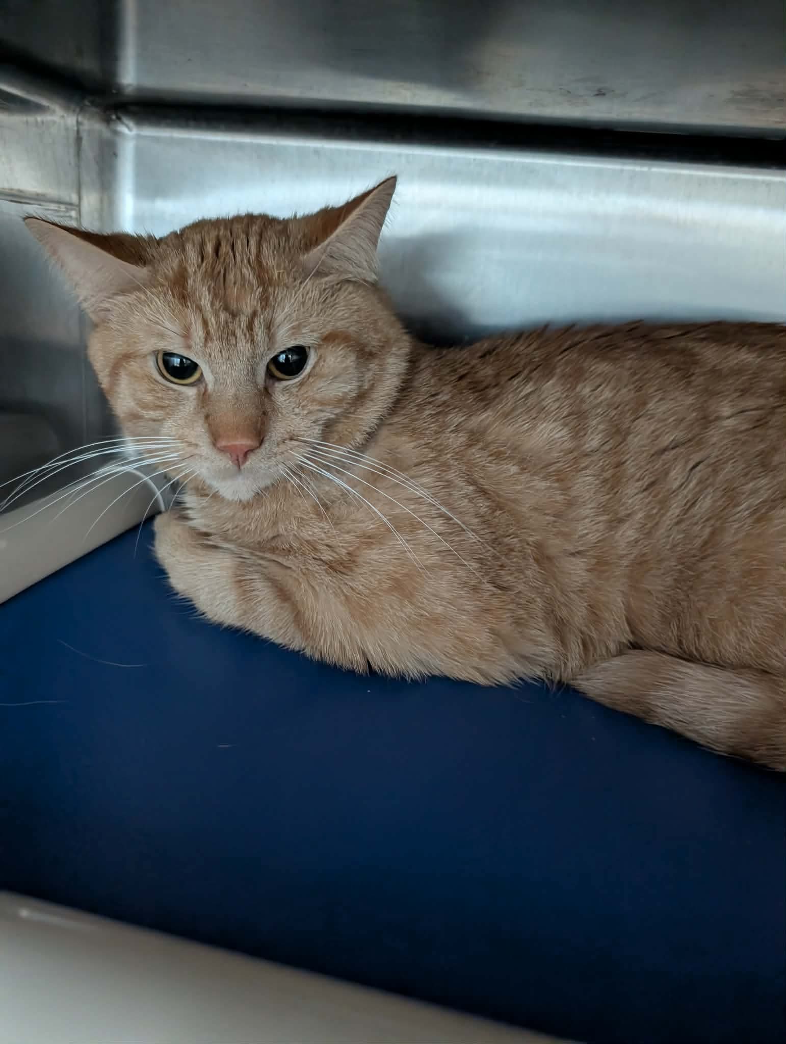 Henry Fonda: At shelter, cat