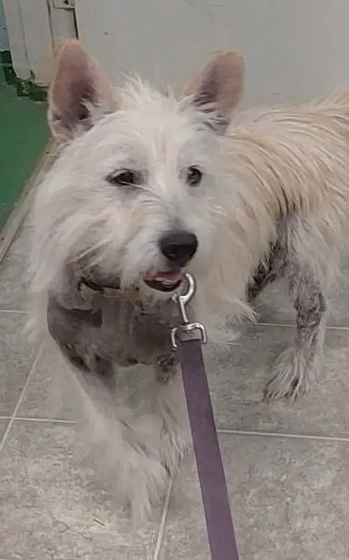 Marilyn - At Shelter - West Highland White Terrier Westie
