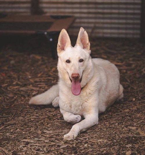 Sugar! Not at the shelter, photo 2