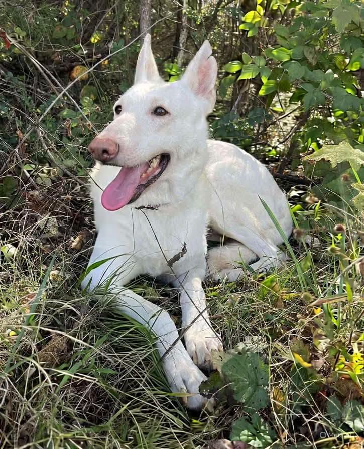 Sugar Not At The Shelter Sierra - White German Shepherd