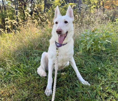 Sugar! Not at the shelter, photo 3