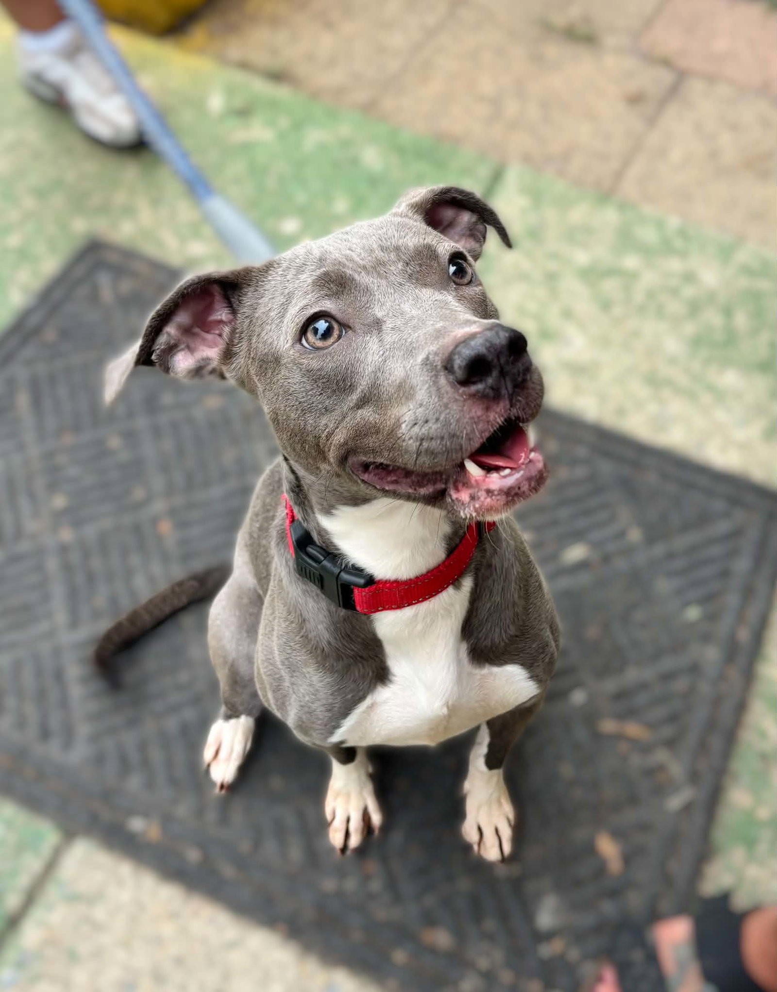 Honda - Not at shelter (LPS), dog