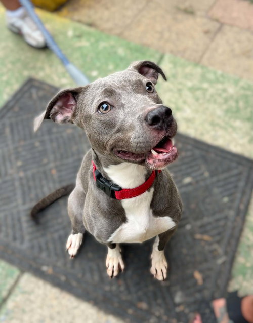 Honda: At shelter, a dog for adoption from Friends of Campbell County Animal Control