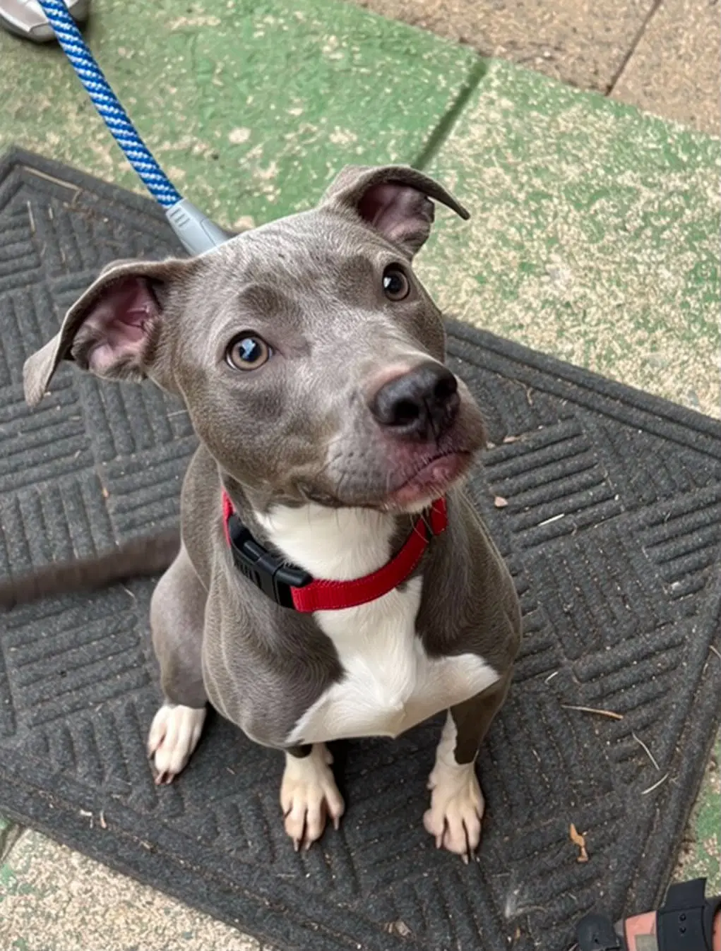 Honda At Shelter image 3