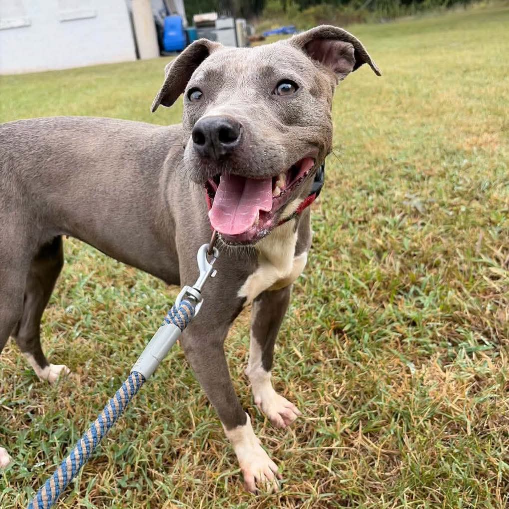 Honda At Shelter
