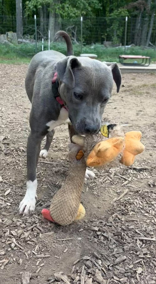 Photo 4 of Honda: At shelter