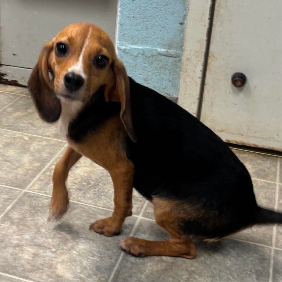 Polly (aka Life): Not at shelter (Sharrie) Image