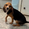 Polly (aka Life): Not at shelter (Sharrie) - Photo 1