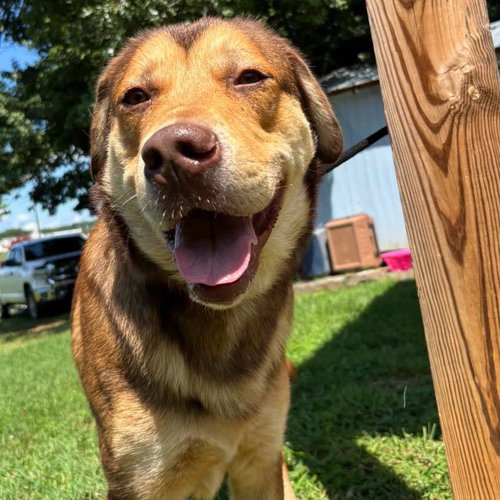 TROY - AT SHELTER AVAILABLE 8/9 - Labrador Retriever / Rottweiler available for adoption