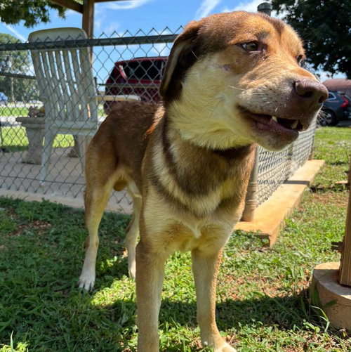 TROY - AT SHELTER AVAILABLE 8/9 - Labrador Retriever / Rottweiler available for adoption