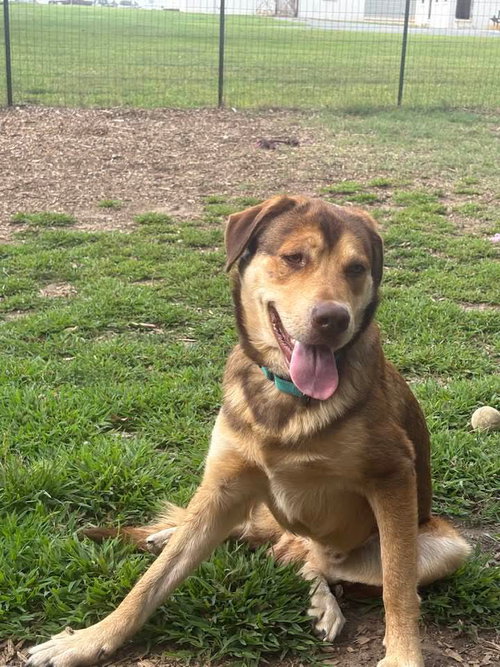 TROY - AT SHELTER AVAILABLE 8/9 - Labrador Retriever / Rottweiler available for adoption