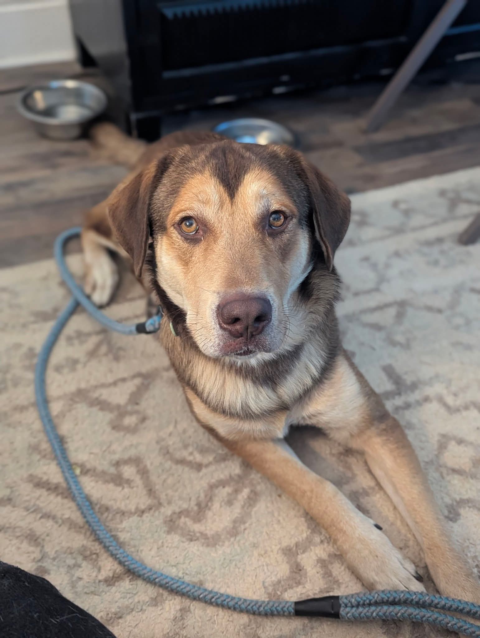 Troy: Not at shelter (Noile), dog